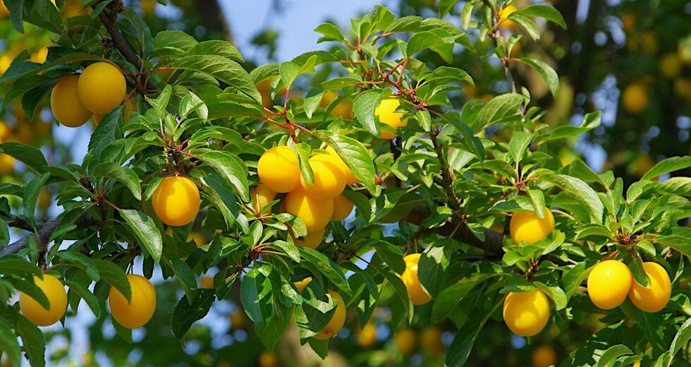 Mirabellenfrüchte am Baum