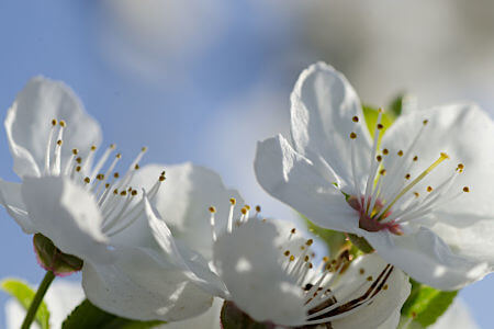 Blüte der Mirabelle